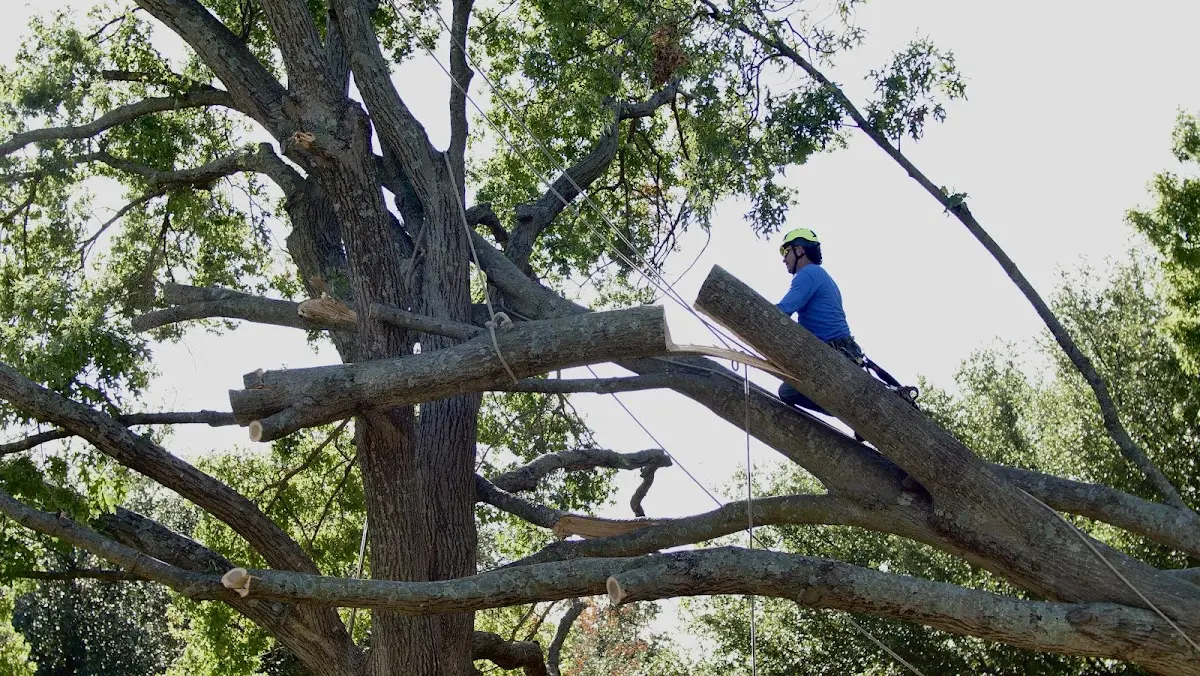 Professional Crown Thinning performed by certified arborists in Sitka